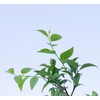 2 Xylosma congestum, Shiny Xylosma, Live Plants, 2.5” Nursery Cubes,