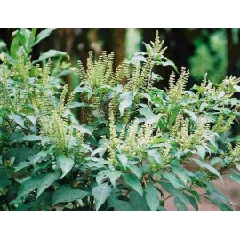 Buy Rare Seeds Ocimum gratissimum | West African Wild Clove Basil | 100_Seeds