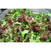 5000 Gourmet Salad Blend Lettuce Seeds - Many Varieties -