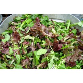 5000 Gourmet Salad Blend Lettuce Seeds - Many Varieties - Non-GMO - Always Fresh Seeds! - Very Healthy