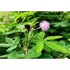 TomorrowSeeds - Sensitive Plant (Shameplant) Seeds - 300+ Count -