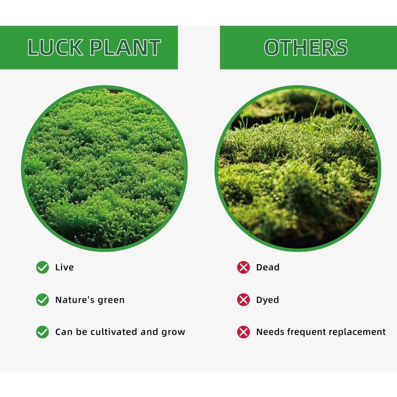 LUCKY PLANT Moss Terrarium Beding Live Moss Terrarium Moss Composite
