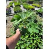 Celeste Fig (ficus carica) - Live Plant (1 QT)