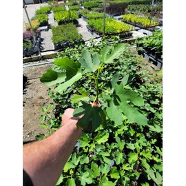 Celeste Fig (ficus carica) - Live Plant (1 QT)