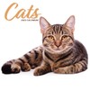Cat 2025 Modern Calendar