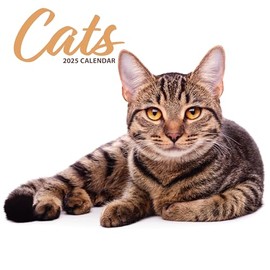 Cat 2025 Modern Calendar