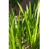 Unbranded 1- Medjool 8+” Date Palm Tree Seedlings Phoenix dactylifera