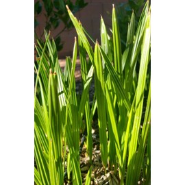 Unbranded 1- Medjool 8+” Date Palm Tree Seedlings Phoenix dactylifera Food Plant Sapling