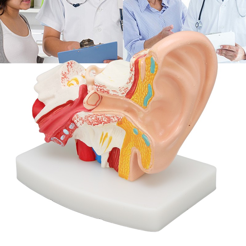 Human Ear Anatomical Model Clear Structure Simulation Inner Ear Model