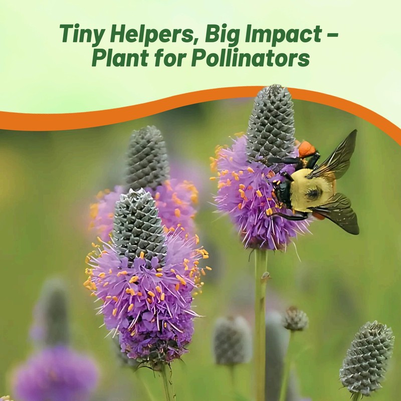 Outsidepride Purple Prairie Clover Seeds - 1000 Pcs Perennial Seeds