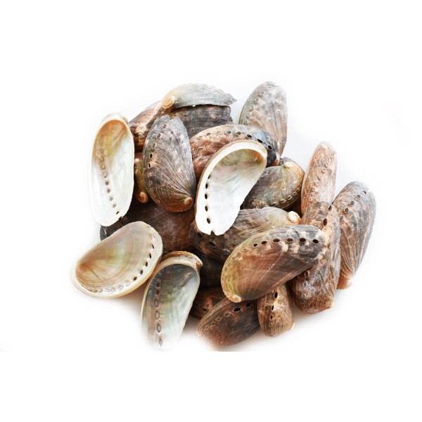 Florida Shells and Gifts 100 Small Green Abalone Shells 1