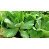 Oldworldtropicals, Water Lettuce InPistia StratioesIn (Bundle of 5) Aquatic Water