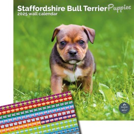 Baker and Bray Staffordshire Bull Terrier Puppies Calendar 2025, Large Square Wall Calendar With Organisational Stickers, 16 Month, Staffordshire Bull Terrier Puppies Gift Dog Calendar