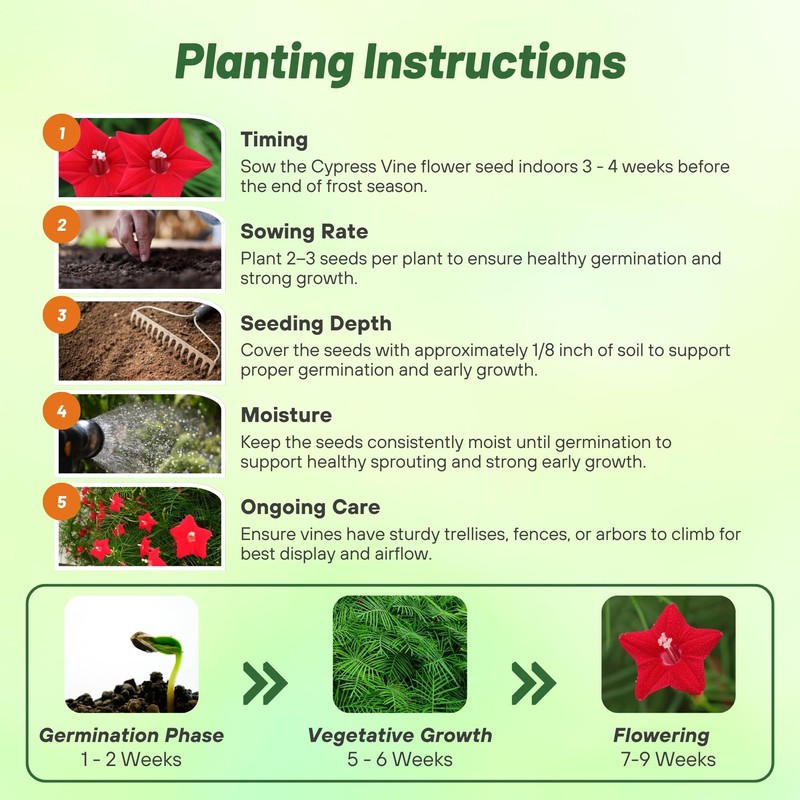 Outsidepride Red Cypress Vine Seeds - 100 Pcs Annual Flower