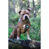Orbiloc Men Orbiloc Dog Dual Flashing Solid Safety LED Light