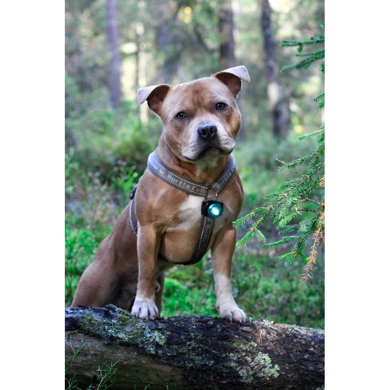 Orbiloc Men Orbiloc Dog Dual Flashing Solid Safety LED Light