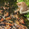 PACETAP 35 x 40 Ft Koi Pond Netting Kit, Heavy