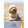 Cockapoo Dog Birthday Card