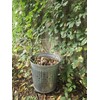 Behrens 7.5 Gallon Galvanized Steel Outdoor Compost Refuse Can
