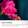 GreenBrokers GreenBrokers Colour Collection Summer Flowering Bulbs Pink, Mixed Varieties