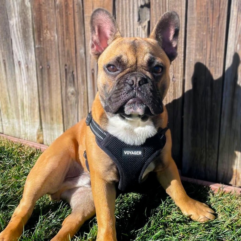 Best Pet Supplies Voyager Adjustable Dog Vest Harness Breathable No