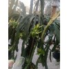ORGANICO One Vietnamese read DRAGON FRUIT CUTTING 8- 12 Inches