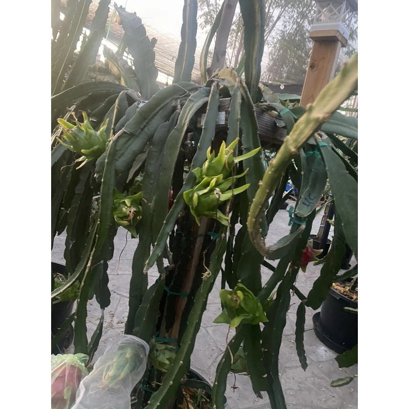 ORGANICO One Vietnamese read DRAGON FRUIT CUTTING 8- 12 Inches