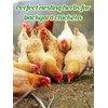 20OZ Chicken Nesting Herbs - Natural Nesting Box Feed Herbs