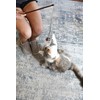 OurPet's Play-N-Squeak Teathered & Feathered Play Wand Cat Toy, for