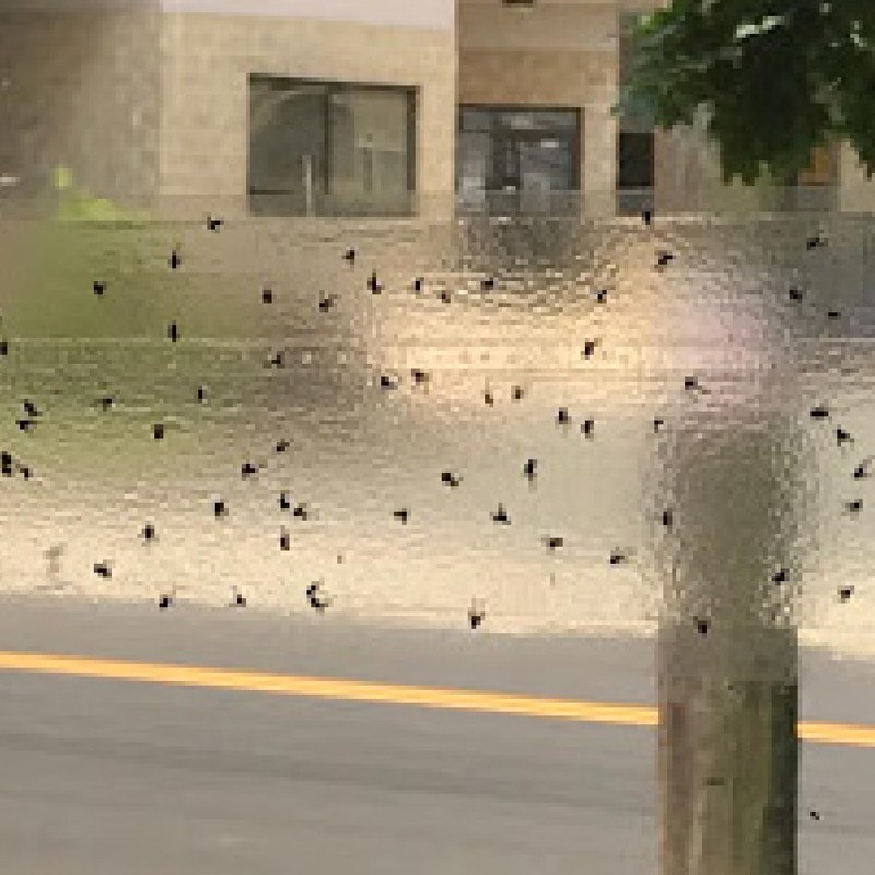 PIC Window Fly Traps