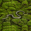 Realistic Snake Prank with String Clip,Prank Snake Toy,Snake Prank for
