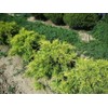 Juniper Saybrook Gold | 4 Live Gallon Size Plants |