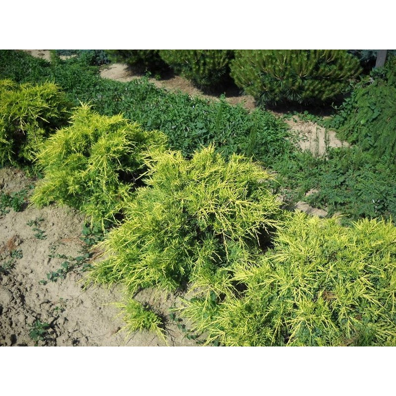 Juniper Saybrook Gold | 4 Live Gallon Size Plants |