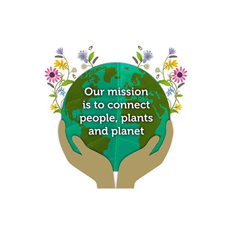 Pukka Original Chai Tea, 20 Sachets