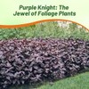 Outsidepride Alternanthera Purple Knight Seeds - 20 Pcs Purple Foliage,