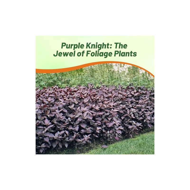 Outsidepride Alternanthera Purple Knight Seeds - 20 Pcs Purple Foliage,