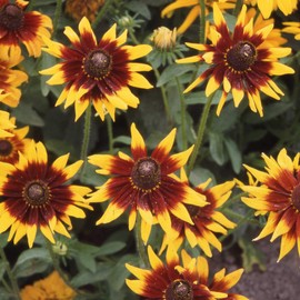 Outsidepride Rudbeckia Hirta Autumn Forest Flower Seed - 10000 Seeds