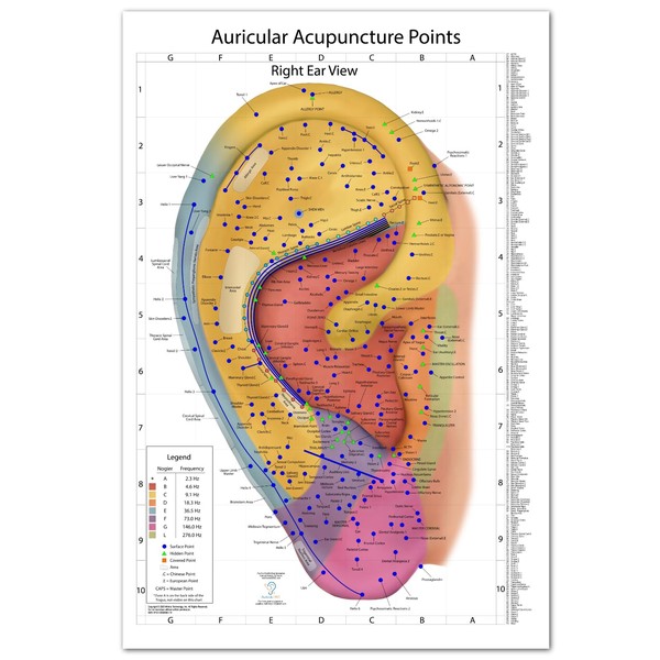 Comprehensive Auriculotherapy Wall Chart - 2025 Edition | 240+ Points,