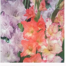 XPLOSIONSEEDS (5) Gladiolus PASTEL Bulbs Tall Sword Pink Purple White- Xplosionseeds