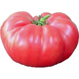 UtopiaSeeds Brandywine Pink Heirloom Tomato Seeds - Large Delicious Tomato