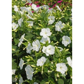 Fresh 25+ WHITE FOUR O'CLOCK SEEDS FRESH FOR YOUR FLOWER GARDENS