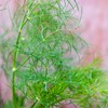 Burpee Dill Seeds, 1.8g Non-GMO Herb Seeds for Planting