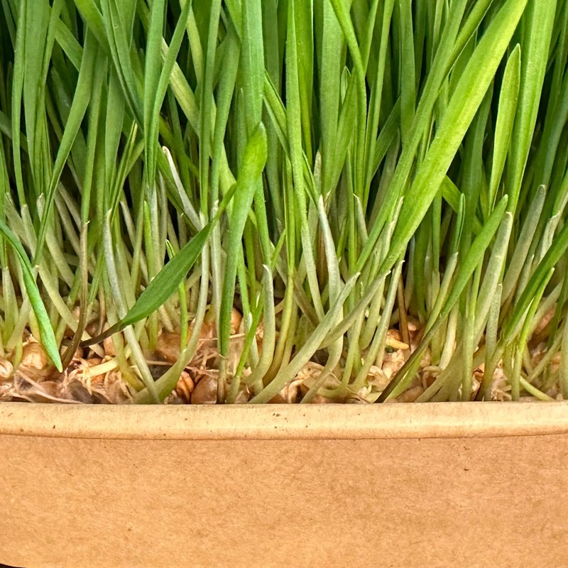 Organic Wheatgrass Premium Grow Kit 4 Pack | Whetagrass Juice