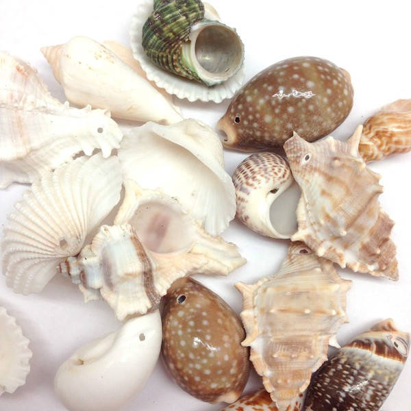 PEPPERLONELY Medium Drilled Shell Mix Sea Shells, 6 OZ Apprx.