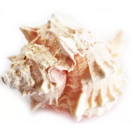 One Large Pink Murex Shell 4-4 1/2"  Beach Wedding Crafts Decor Hermit Crab