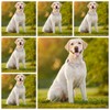 haoyueer Martingale Dog Collar with Stainless Steel Chain - Cute