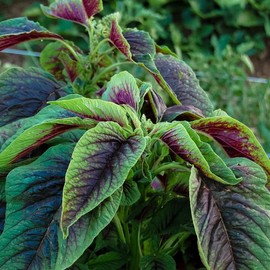 TomorrowSeeds - Red Leaf Amaranth Seeds - 2000+ Count - for 2025 Planting Amaranthus Tricolor Spinach Greens Yin Choi Bireum Callaloo Indian Tandalja Asian Vegetable Grow Your Own Home Farm Patio