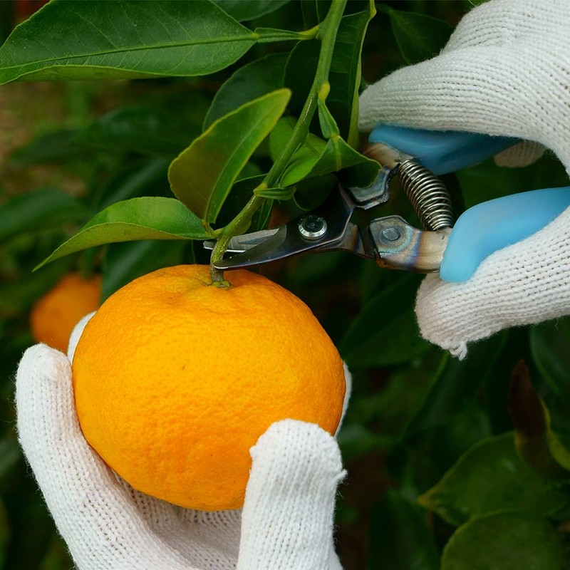 Udo Ergo Laboratory Garden Scissors Dr. Cut SAIKA Blue UDCUT-1102