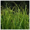 Everwilde Farms - 300 Common Tussock Sedge Native Grass Seeds