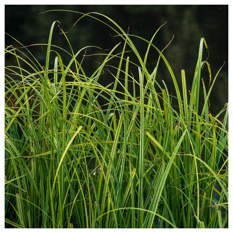 Everwilde Farms - 300 Common Tussock Sedge Native Grass Seeds